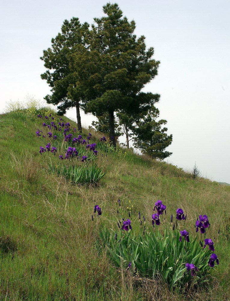 Image of Iris germanica specimen.