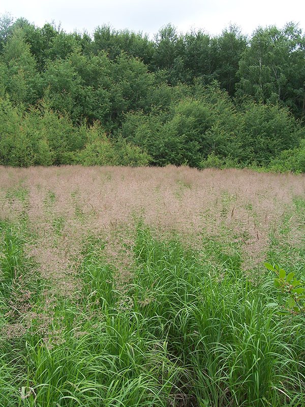 Image of Calamagrostis canescens specimen.