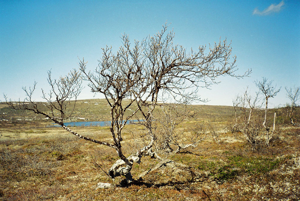 Изображение особи Betula czerepanovii.