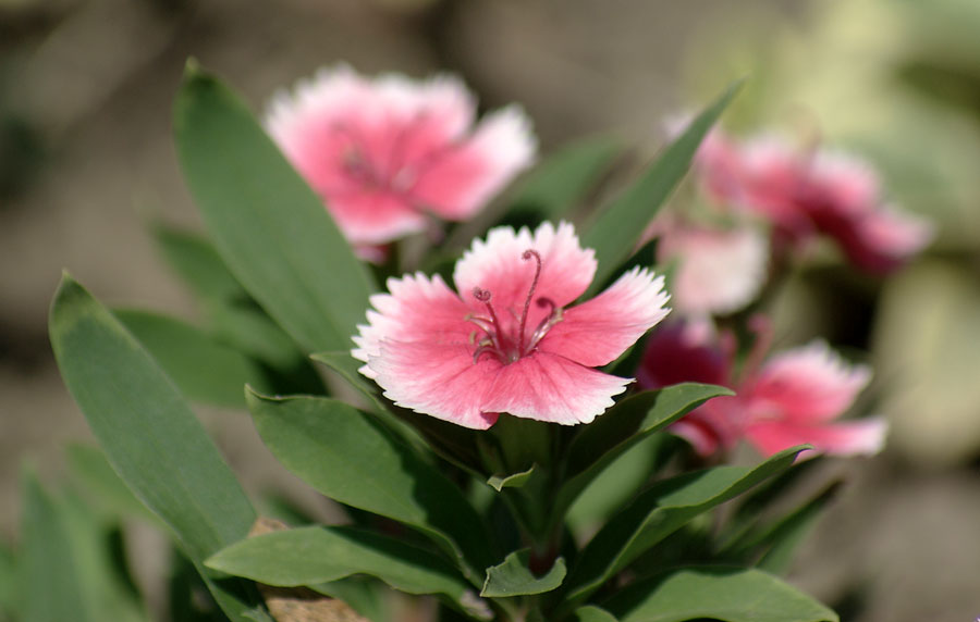 Image of Dianthus barbatus specimen.