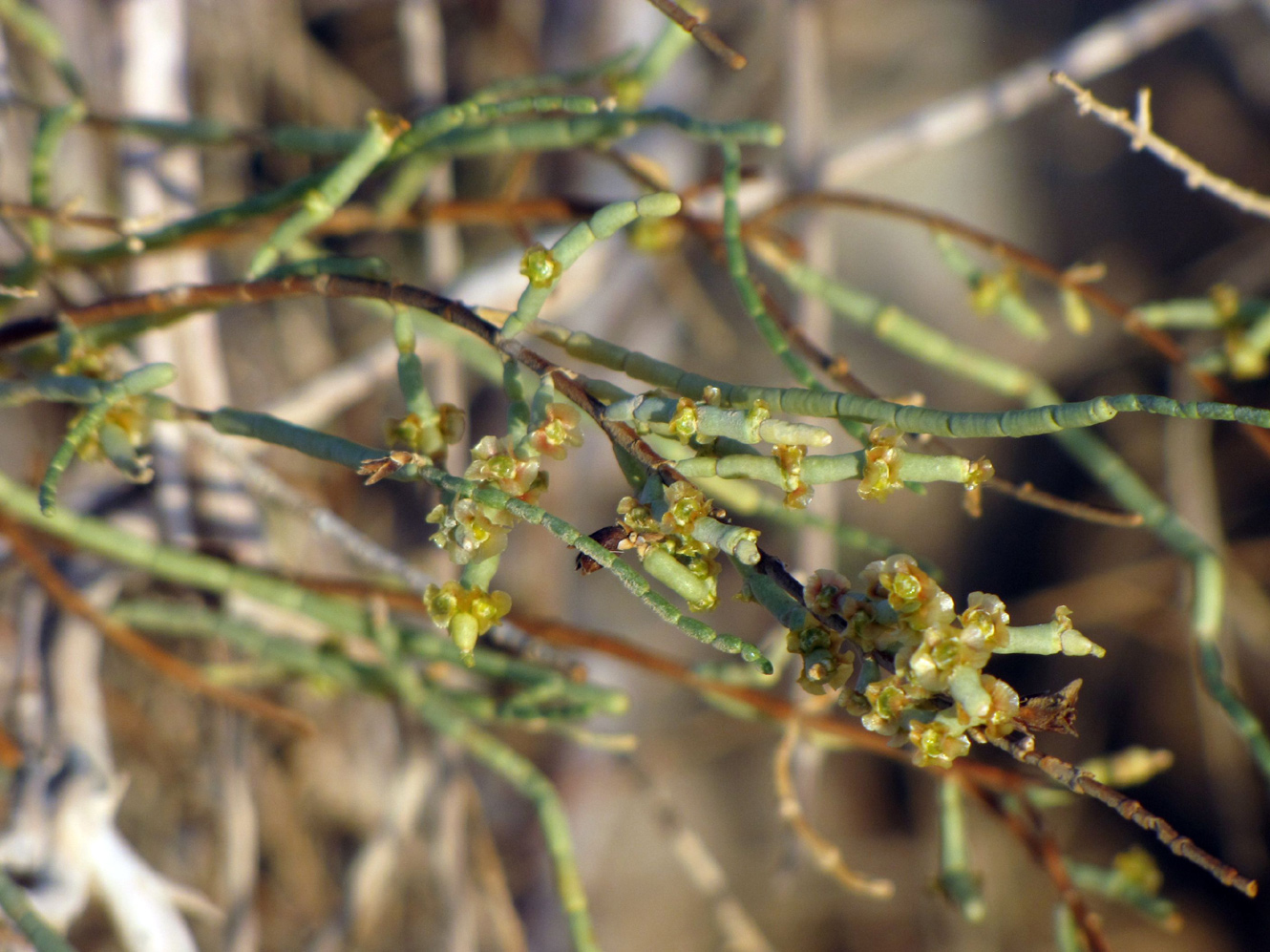 Изображение особи Haloxylon persicum.