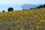 Asphodeline lutea. Аспект цветущих растений. Крым, Караньское плато, вид на мыс Фиолент. 3 мая 2012 г.