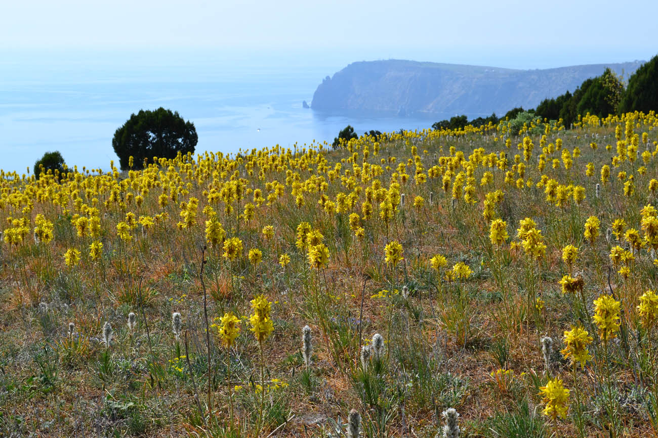 Изображение особи Asphodeline lutea.