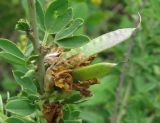 Chamaecytisus ruthenicus