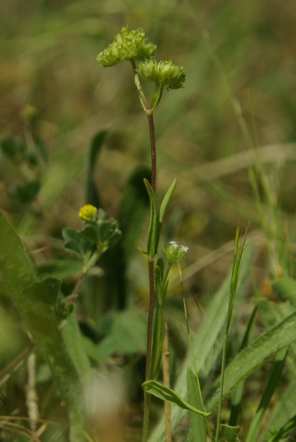 Image of Valerianella brachystephana specimen.