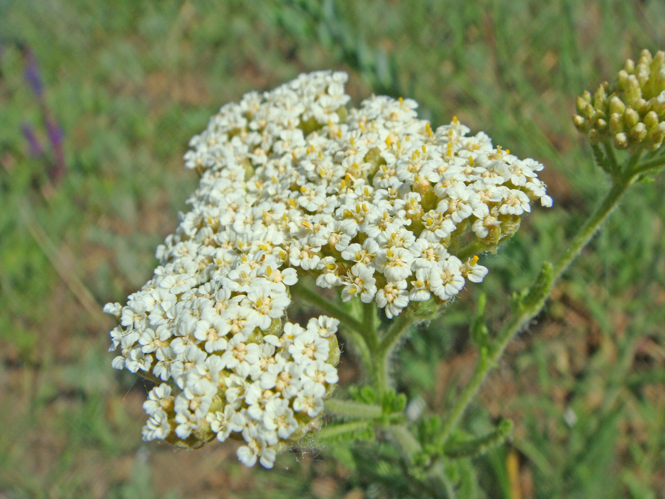 Изображение особи род Achillea.