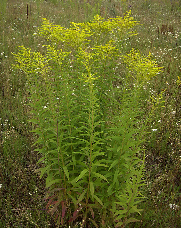 Image of Solidago canadensis specimen.