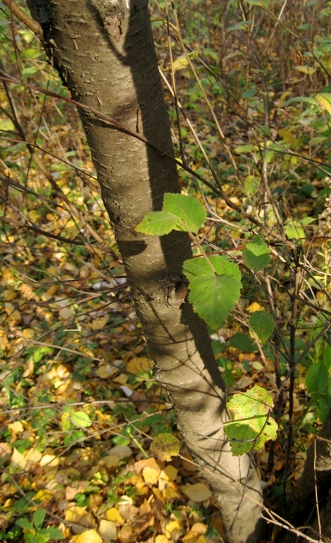 Image of genus Betula specimen.