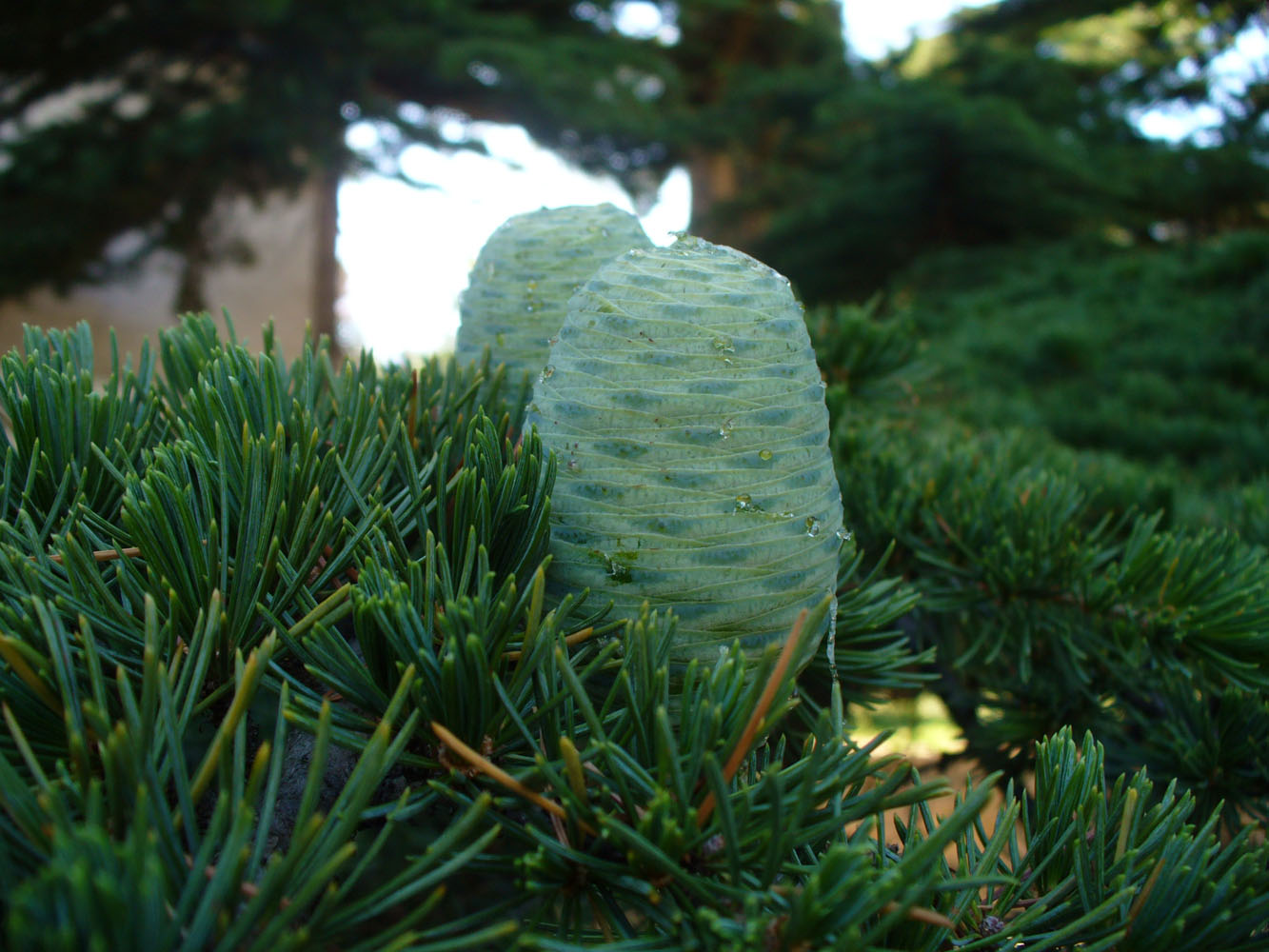 Image of Cedrus libani specimen.