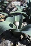 Allium karataviense
