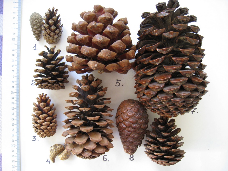 Image of genus Pinus specimen.