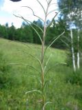 Image of taxon representative. Author is Николай Степанов