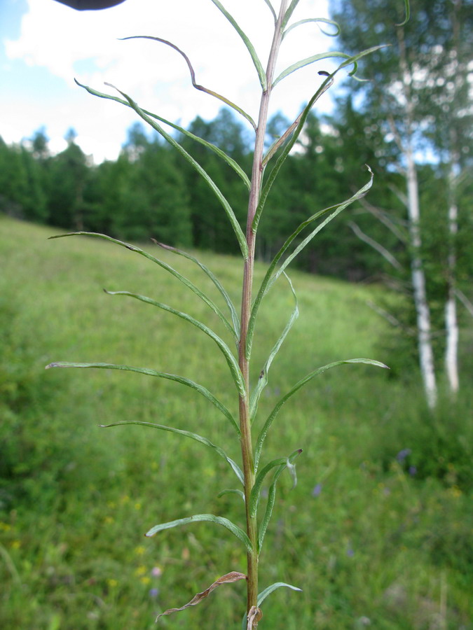 Image of Adenophora tuvinica specimen.