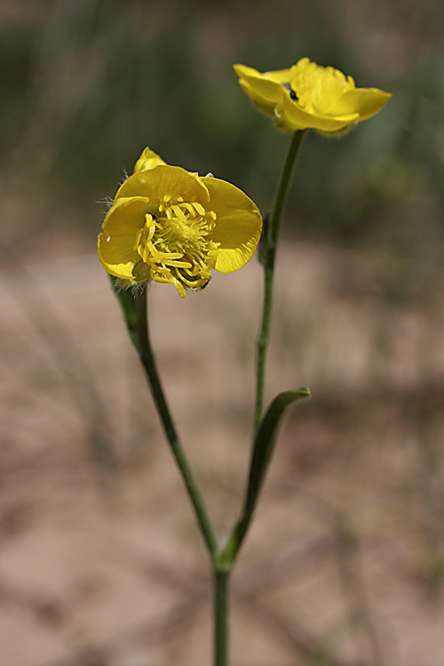 Изображение особи род Ranunculus.