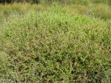 Karelinia caspia