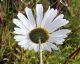 Leucanthemum vulgare