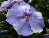 Phlox paniculata