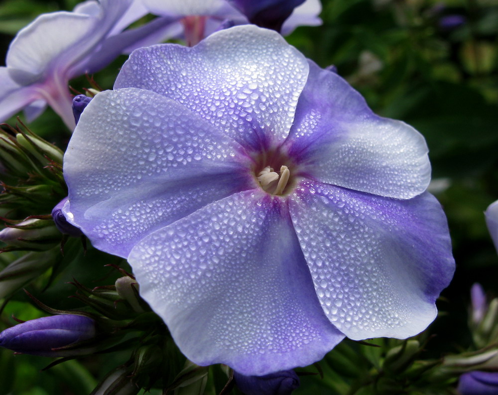 Изображение особи Phlox paniculata.