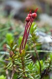 Phyllodoce caerulea