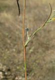 Bupleurum marschallianum. Часть побега. Западный Крым, Тарханкутский п-ов, балка Большой Кастель. 29 сентября 2012 г.