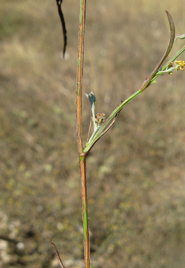 Изображение особи Bupleurum marschallianum.
