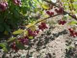 genus Cotoneaster