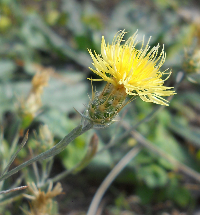 Изображение особи род Centaurea.