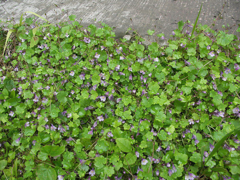 Изображение особи Cymbalaria muralis.