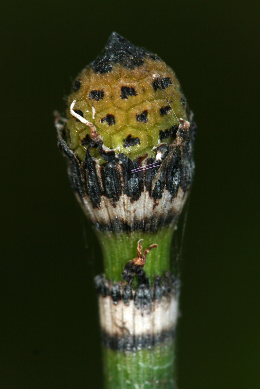 Image of Equisetum hyemale specimen.