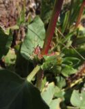 Rumex spinosus. Завязи в пазухе листьев. Испания, г. Валенсия, резерват Альбуфера (Albufera de Valencia), стабилизировавшаяся дюна. 6 апреля 2012 г.