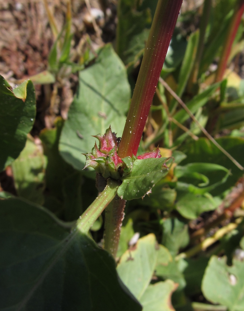 Image of Rumex spinosus specimen.