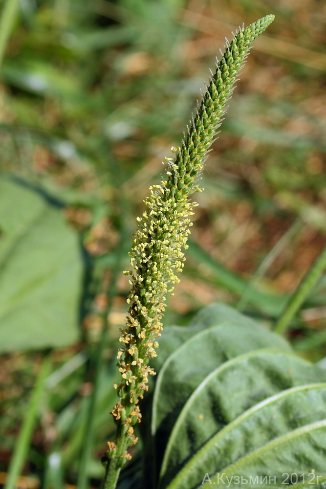 Image of Plantago major specimen.