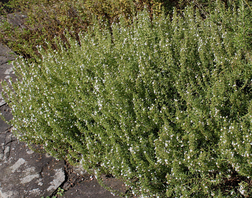 Image of genus Satureja specimen.