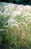 Stipa pennata