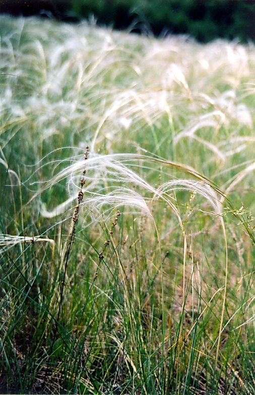 Изображение особи Stipa pennata.