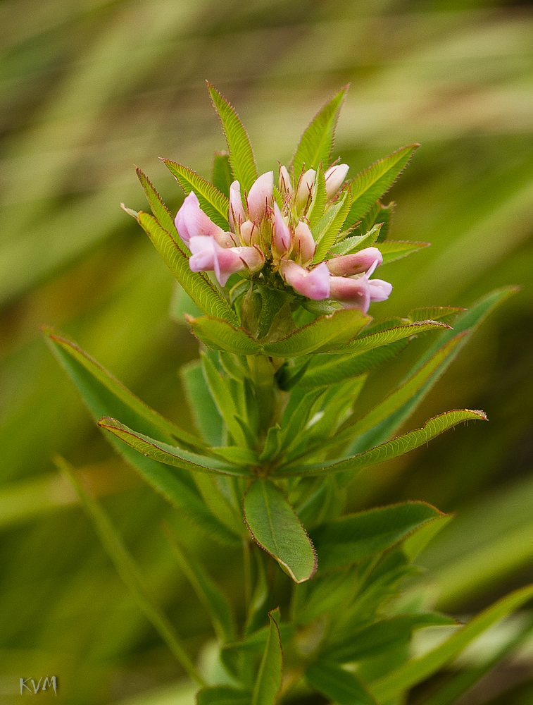 Image of Trifolium lupinaster specimen.