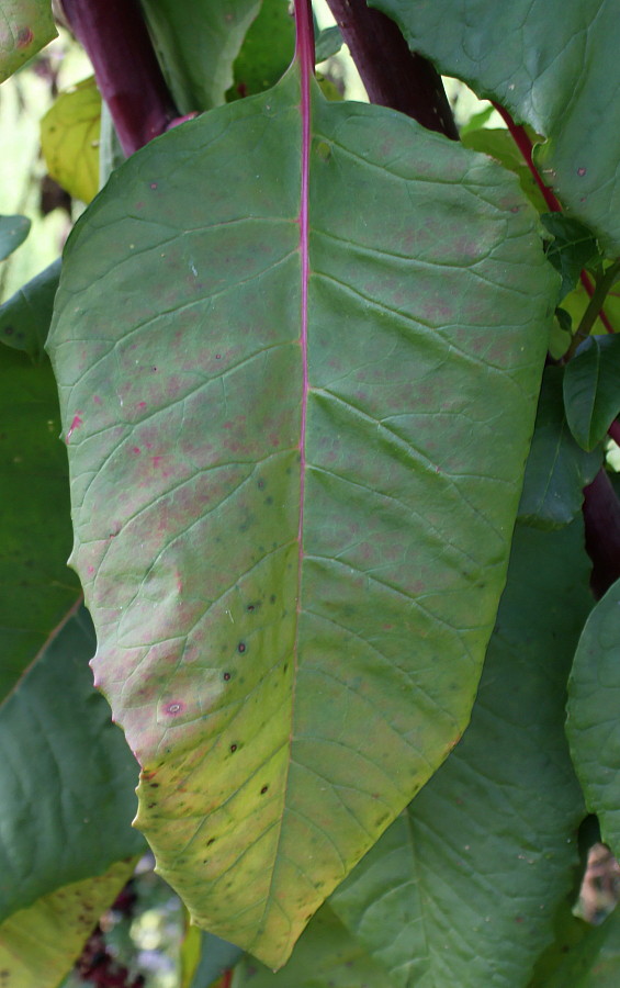 Image of Phytolacca americana specimen.