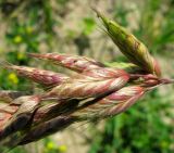 Bromus hordeaceus. Нижняя часть соцветия. Польша, Лодзинское воеводство, г. Велюнь, пустырь у автозаправки. 29.06.2012.
