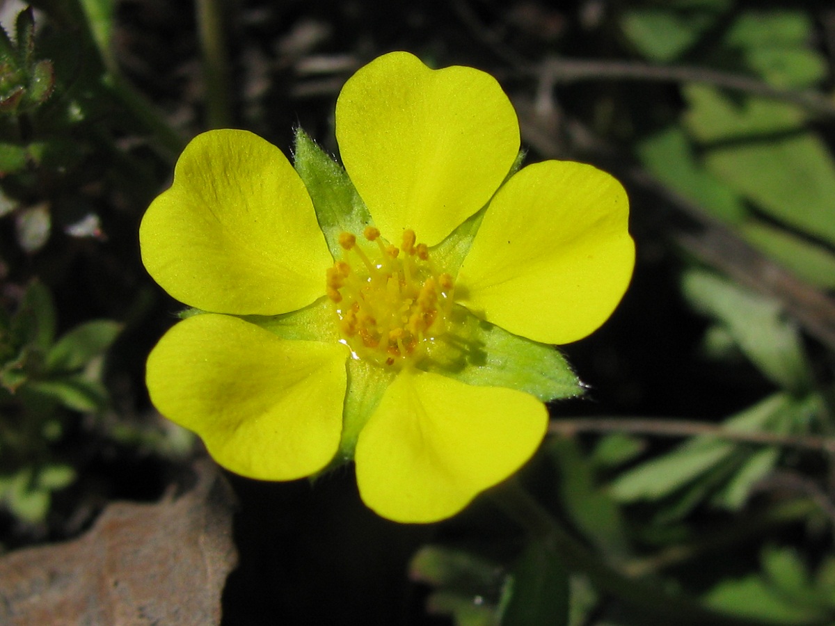 Изображение особи Potentilla incana.