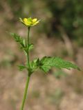 Geum urbanum