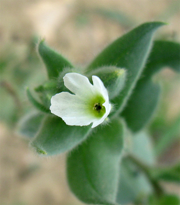 Image of Nonea echioides specimen.