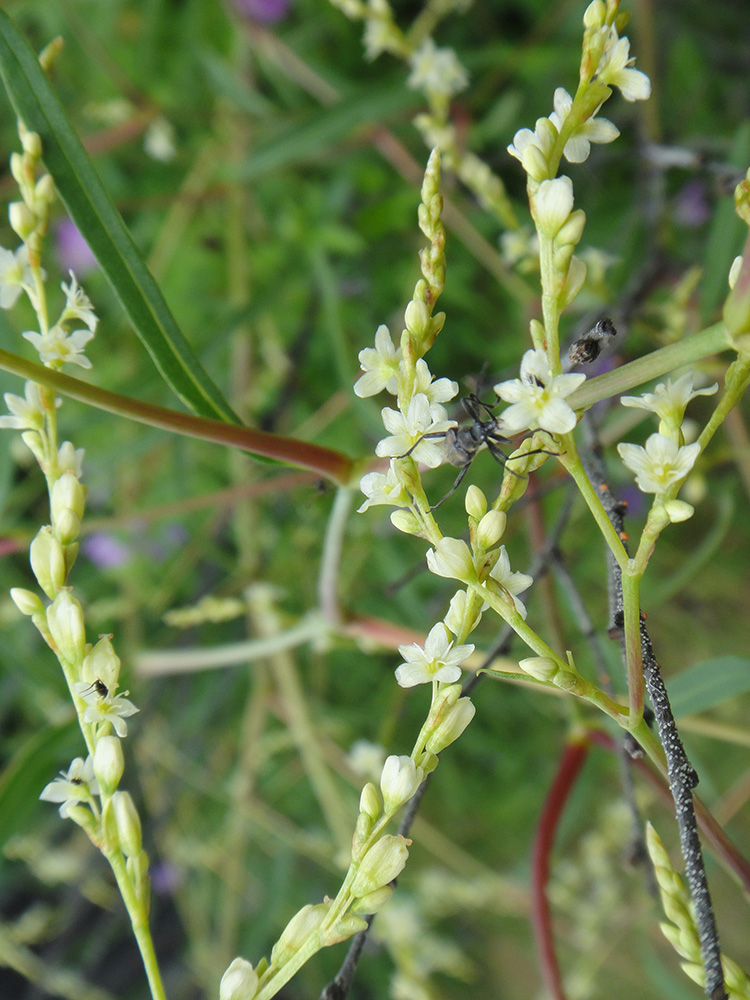 Изображение особи Aconogonon divaricatum.