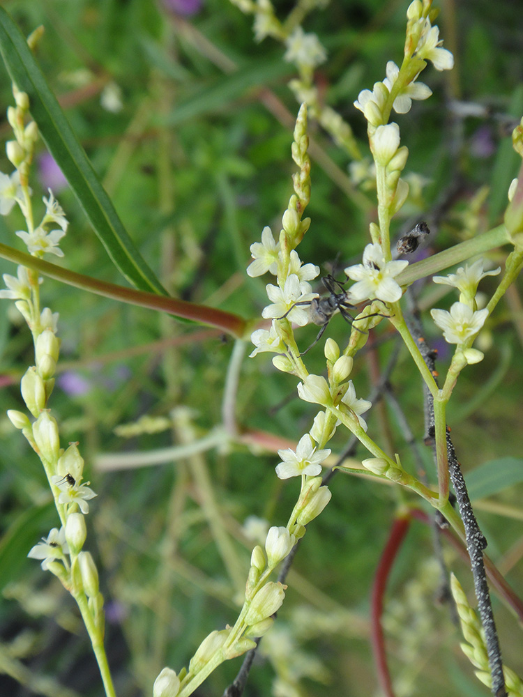 Image of Aconogonon divaricatum specimen.