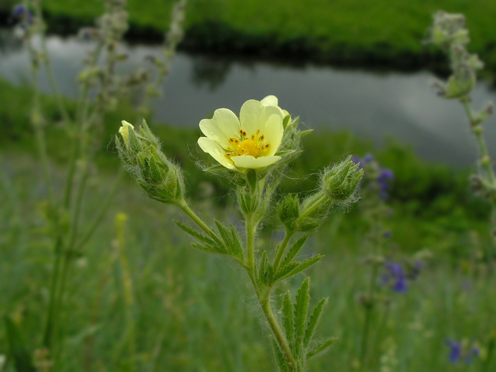 Изображение особи Potentilla recta.