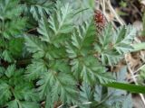 familia Apiaceae
