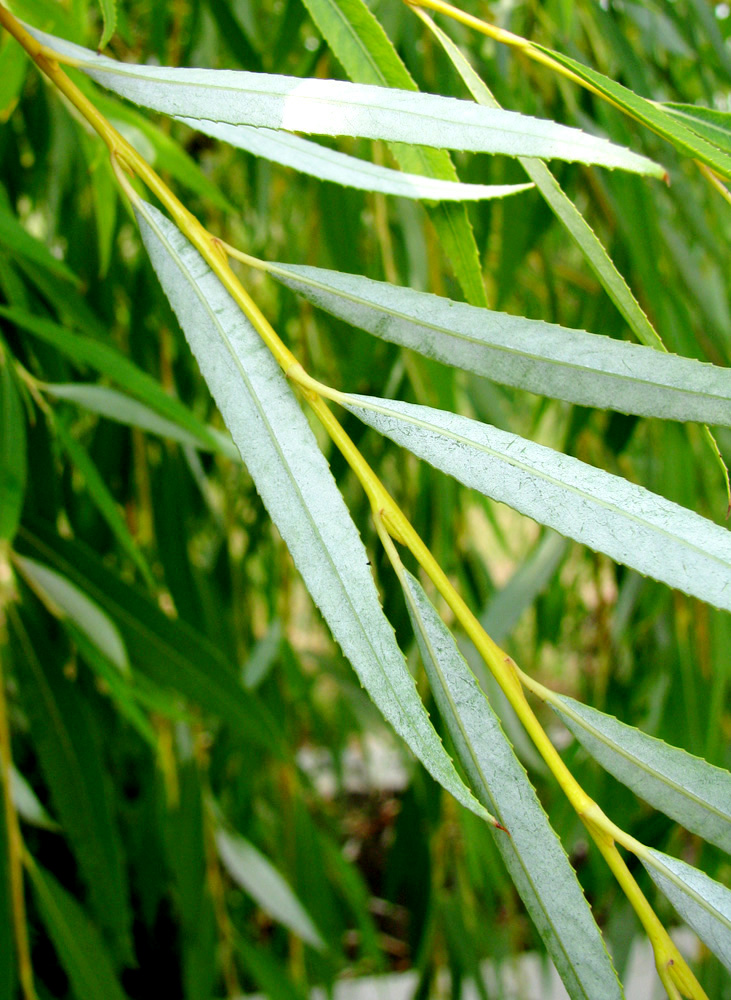 Изображение особи Salix babylonica.
