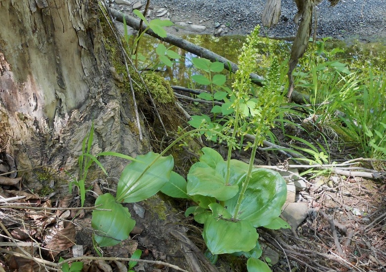 Image of Listera ovata specimen.