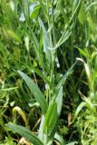 Camelina sylvestris