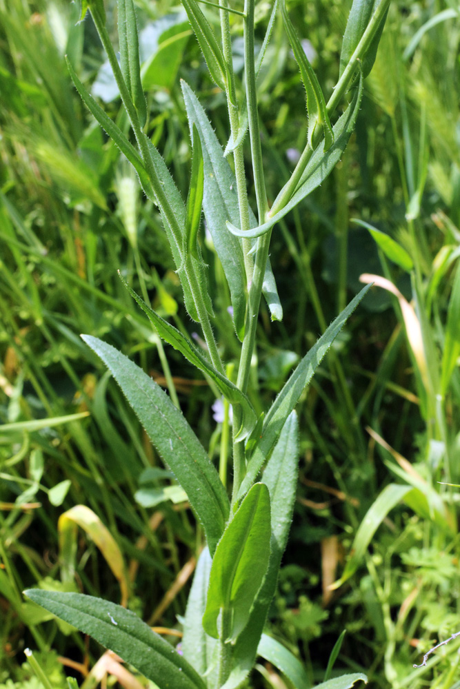 Изображение особи Camelina sylvestris.