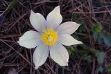 Pulsatilla orientali-sibirica